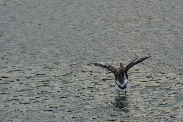 Gâsca Greylag Face Curățenie Primăvară Lac — Fotografie, imagine de stoc