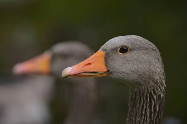 Greylag Goose Park — Stock Photo, Image