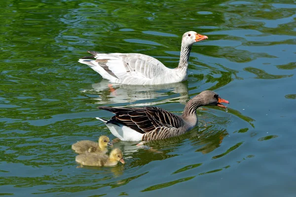 grey goose family swims in the lake