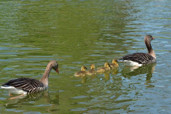 Greylag Family Swims Lake — Stock Photo, Image