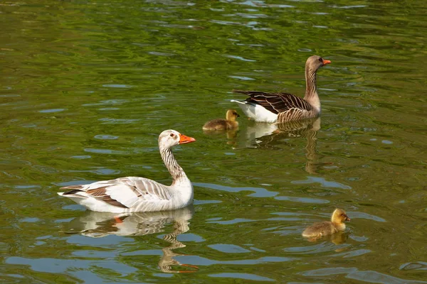 Graugans Família Nadando Lago — Fotografia de Stock