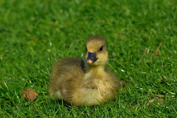 Poussins Oie Grise Sur Prairie — Photo