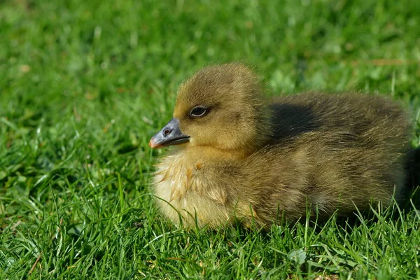 Poussins Oie Grise Sur Prairie — Photo