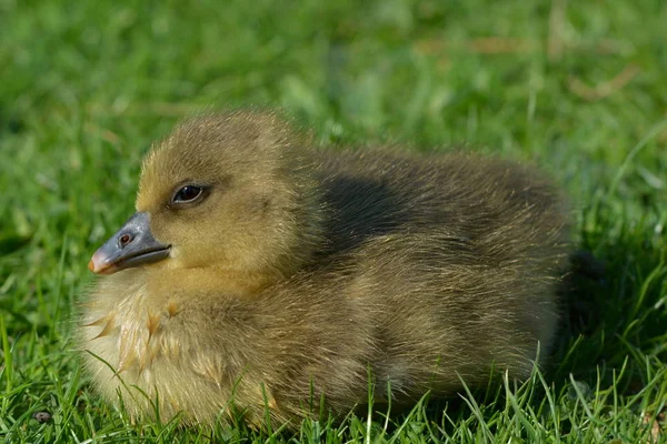 Grey Goose Chicks Meadow — Stock Photo, Image