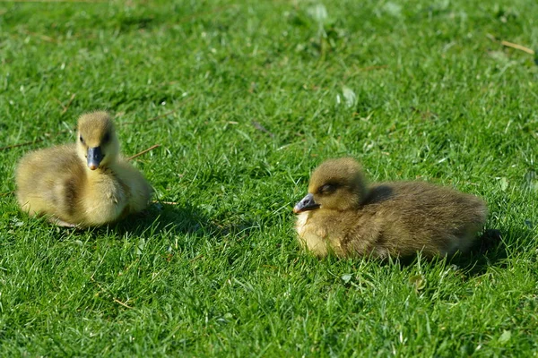 Greylag Kycklingar Ängen — Stockfoto