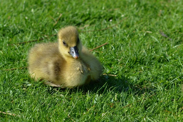草地上的灰鹅小鸡 — 图库照片