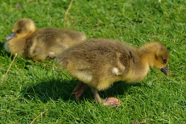 Grylag Poussin Oie Sur Prairie — Photo