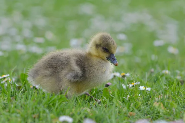 Poussins Oie Grise Sur Prairie — Photo