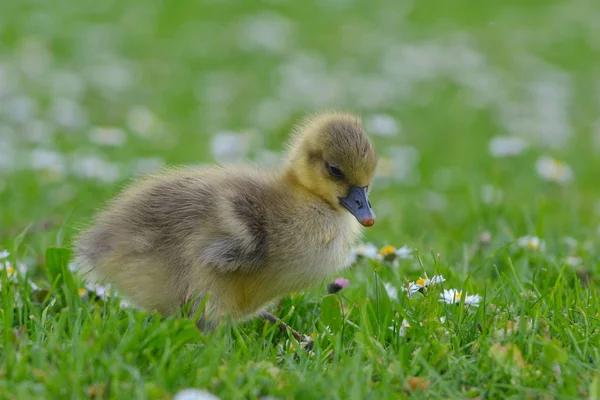 Grylag Poussin Oie Sur Prairie — Photo