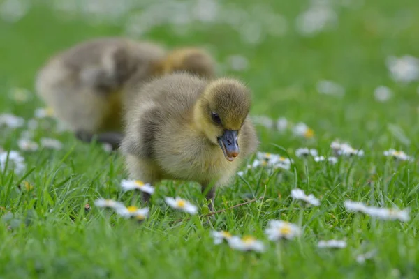 Greylag Goose Chick Meadow — Stock Photo, Image