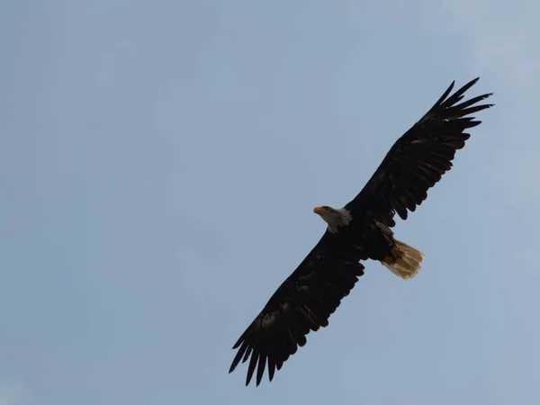 Vacker Utsikt Över Majestätisk Skallig Örn Vild Natur — Stockfoto