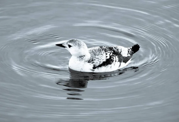 Islandês Black Guillemot Plumagem Inverno — Fotografia de Stock