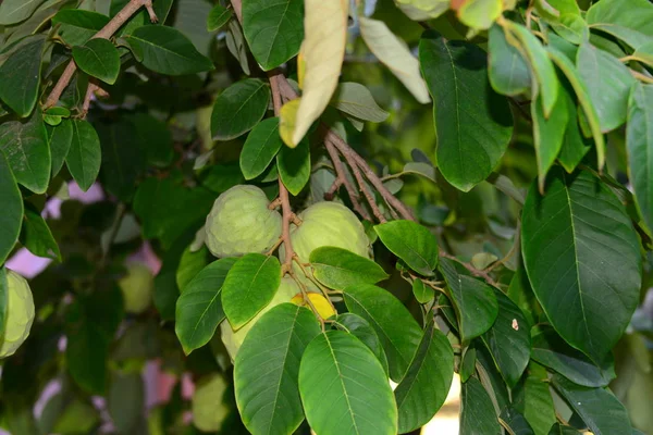 Cherimoya Baum Ισπανία — Φωτογραφία Αρχείου