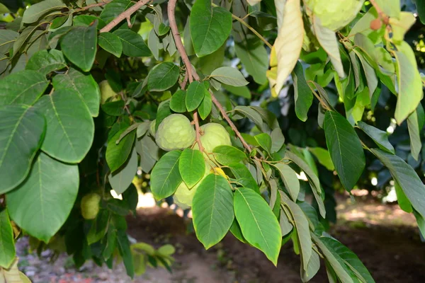 Cherimoya Baum Spanien — Stockfoto