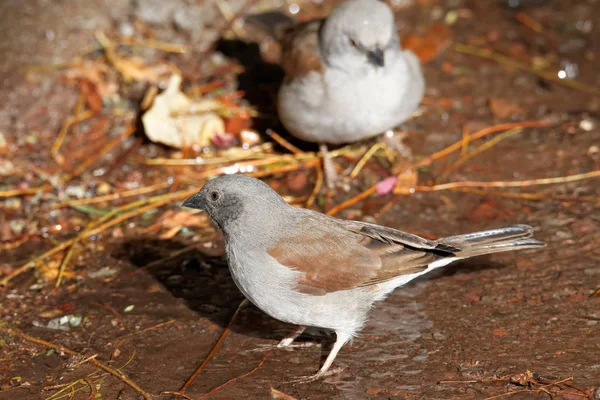 Vista Hermoso Pájaro Naturaleza — Foto de Stock