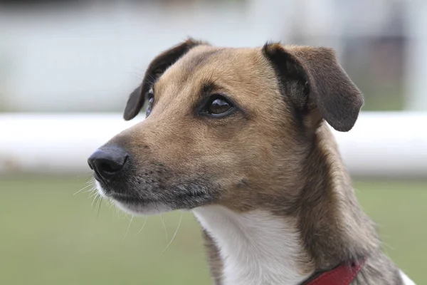 Jack Russell Terrier Wygląda Bardzo Skoncentrowanego — Zdjęcie stockowe