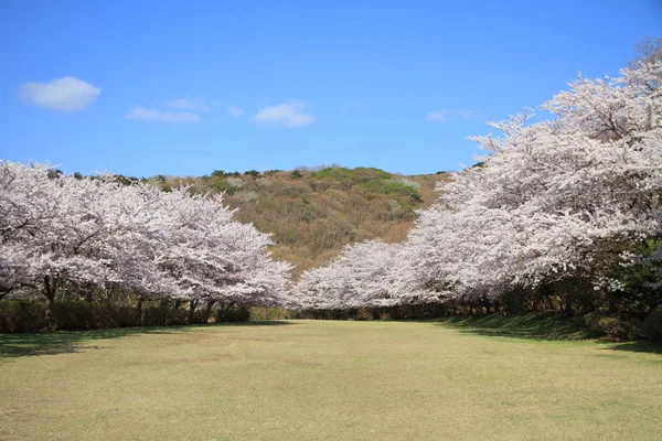 Rij Van Bomen Van Kersenbloesem Izu Shizuoka Japan — Stockfoto