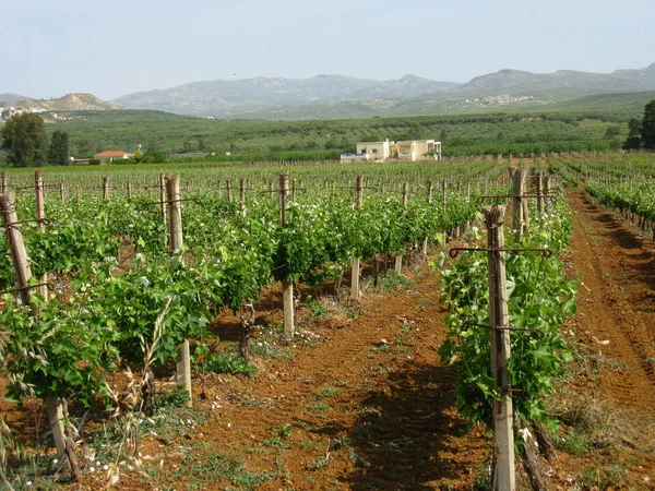 Grape Growing Vineyard Stock Picture