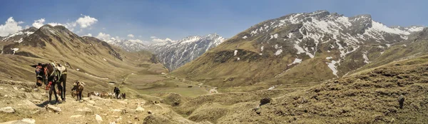 Malerisches Panorama Mit Eseln Dolpo Region Nepal — Stockfoto