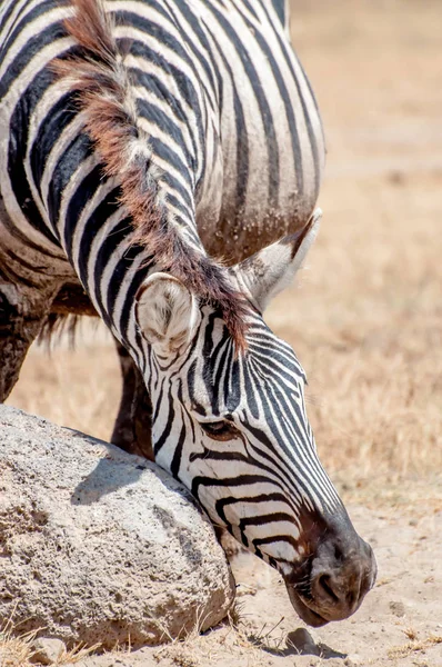 Ngorongoro Kraterindeki Bir Zebra Bitlerden Kurtulmak Için Yüzünü Bir Kayaya — Stok fotoğraf
