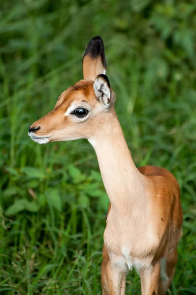 Bezerro Impala Jovem Fica Grama Verde Exuberante Enquanto Observa Nervosamente — Fotografia de Stock