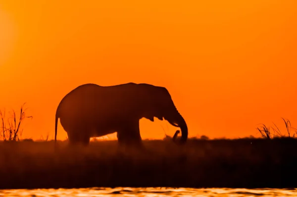 Egy Elefánt Sziluettje Ahogy Chobe Folyó Sidudu Szigetén Táplálkozik — Stock Fotó
