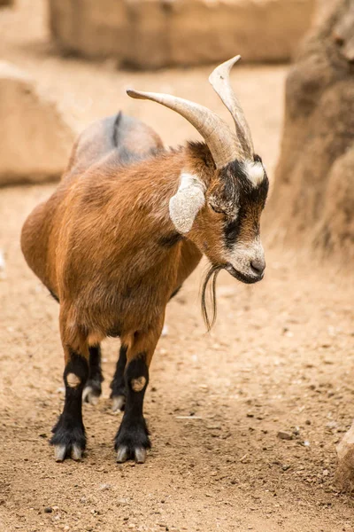 Une Chèvre Pygmée Tient Toute Seule Dans Enclos Des Chèvres — Photo