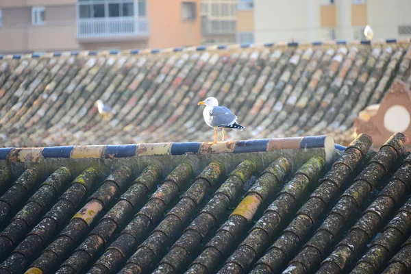 Möwe Auf Dem Dach Des Hauses — Stockfoto