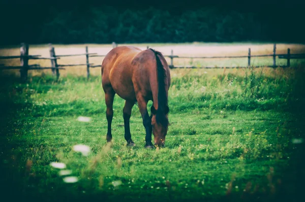 Paard Grazen Voorjaar Grasland — Stockfoto