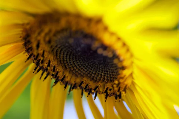 Gelbe Sonnenblume Sommergarten — Photo