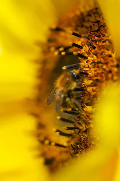 Gelbe Sonnenblume Sommergarten —  Fotos de Stock