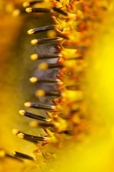 Gelbe Sonnenblume Sommergarten — стокове фото