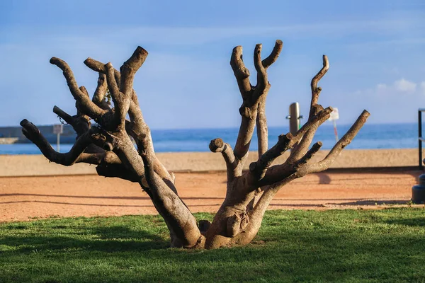 Árbol Con Ramas Cortadas Playa —  Fotos de Stock