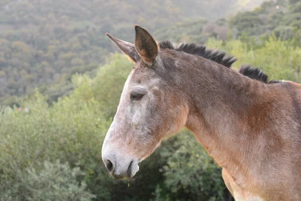 Pferd Auf Dem Feld — Stockfoto