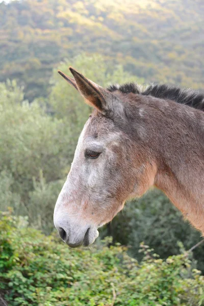 Esel Gras Himmel Pferdekoppel Säugetier Spanien — Stockfoto