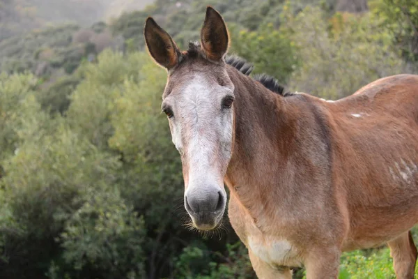 Esel Gras Himmel Pferdekoppel Säugetier Spanien — Stockfoto
