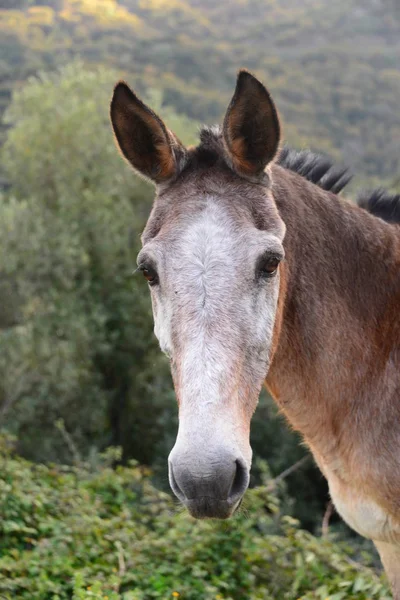 ロバ草空パドック哺乳類スペイン — ストック写真