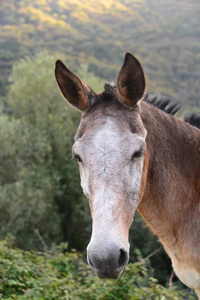 現場にいる馬は — ストック写真