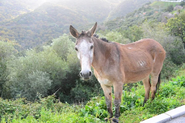 Esel Gras Himmel Pferdekoppel Säugetier Spanien — Stockfoto