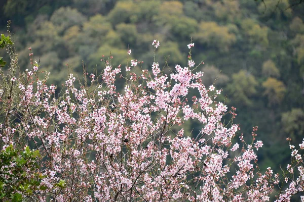 Vår Blommor Blomma Träd Grenar Vår Blommande Blommor — Stockfoto