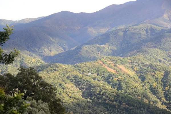 Ranas Solitarias Escondidas Para Redondas Sierra Ronda — Foto de Stock