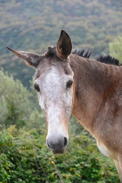 Ein Esel Auf Dem Feld — Stockfoto