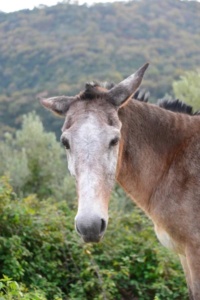 Burro Hierba Cielo Paddock Mamífero Dolor — Foto de Stock