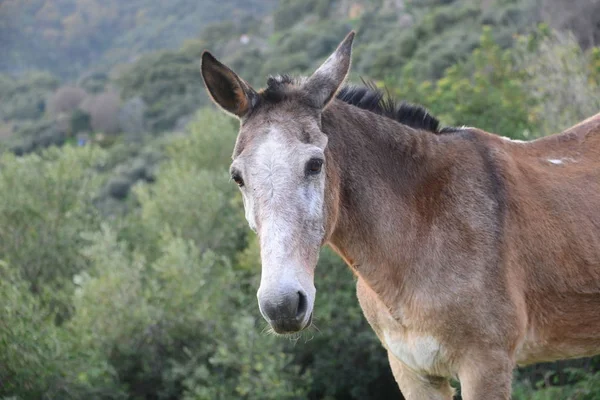 Pferd Auf Dem Feld — Stockfoto