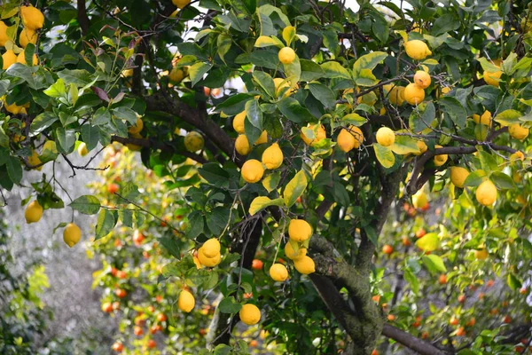 Cytryny Drzewie Hiszpańskim — Zdjęcie stockowe