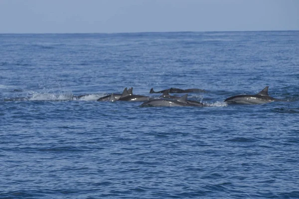 Mauricio Delfines Bahía Tamarindo — Foto de Stock