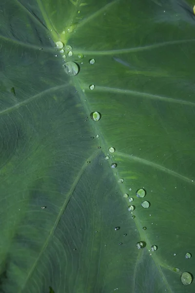 美丽的五彩缤纷的荷花风景 — 图库照片