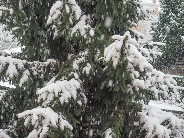 Planta Conífera Pino Género Pinus Cubierta Nieve Invierno — Foto de Stock