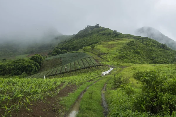 Mauritius 生姜种植 — 图库照片