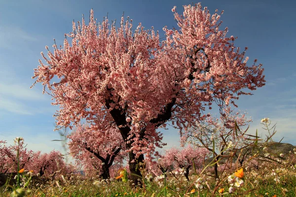 Fler Blommor Passade Inte Grenarna — Stockfoto